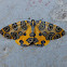 Leopard Moth.