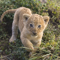 Small Lion logo
