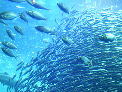 [ベスト] 海中 壁紙 106260-海中 画像 壁紙