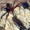 Mediterranean Recluse Spider