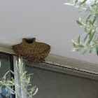 Red-rumped swallow nest