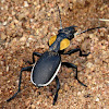 Two-spotted Ground Beetle
