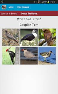 Asian Birds Sounds Free(圖6)-速報App