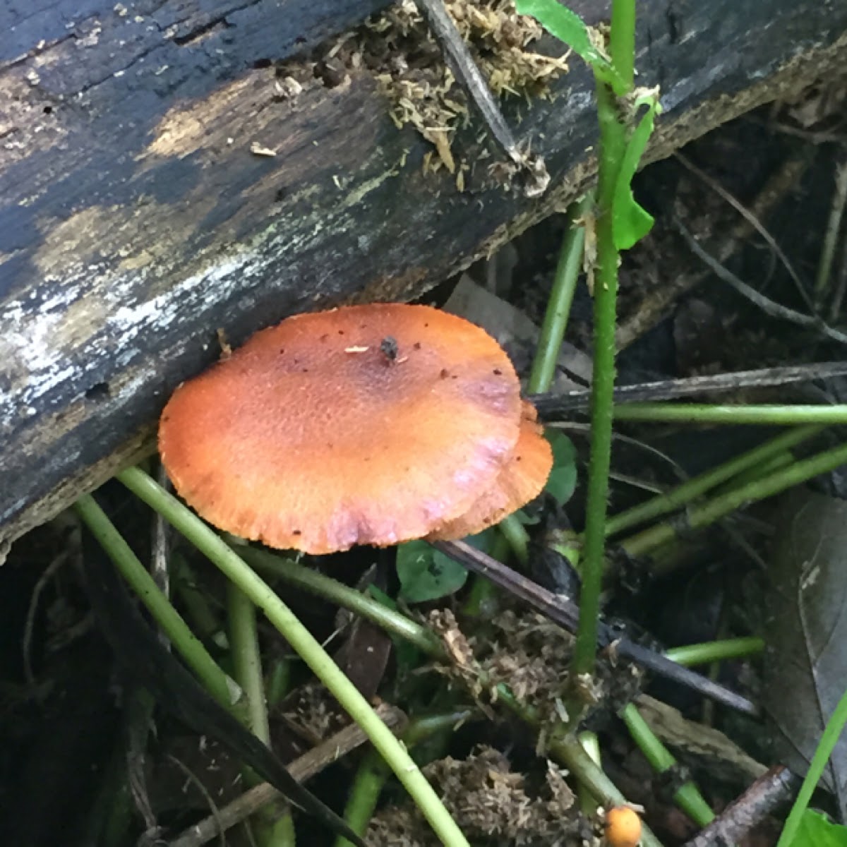 Scarlet bracket fungi
