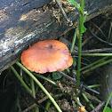 Scarlet bracket fungi