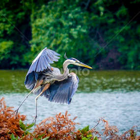 BLUE HERON by Udo Weber - Animals Birds