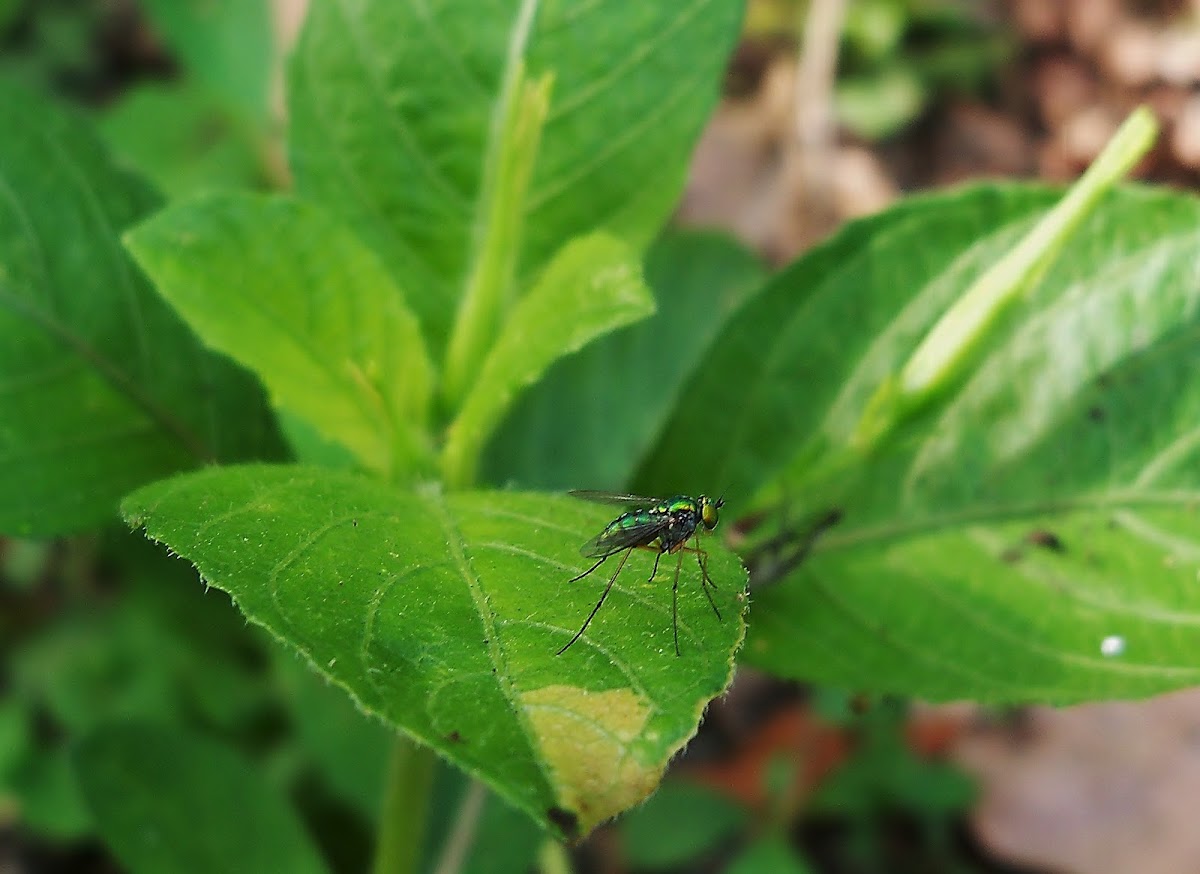 long legged fly