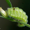 Slug caterpillar