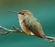 Rufus Hummingbird by Sheldon Bilsker - Animals Birds
