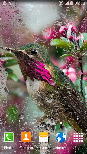 免費下載個人化APP|Hummingbirds Live Wallpaper app開箱文|APP開箱王