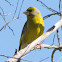 Greenfinch; Verderón