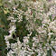 Late flowering boneset or late flowering thoroughwort