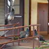 Indian Peafowl