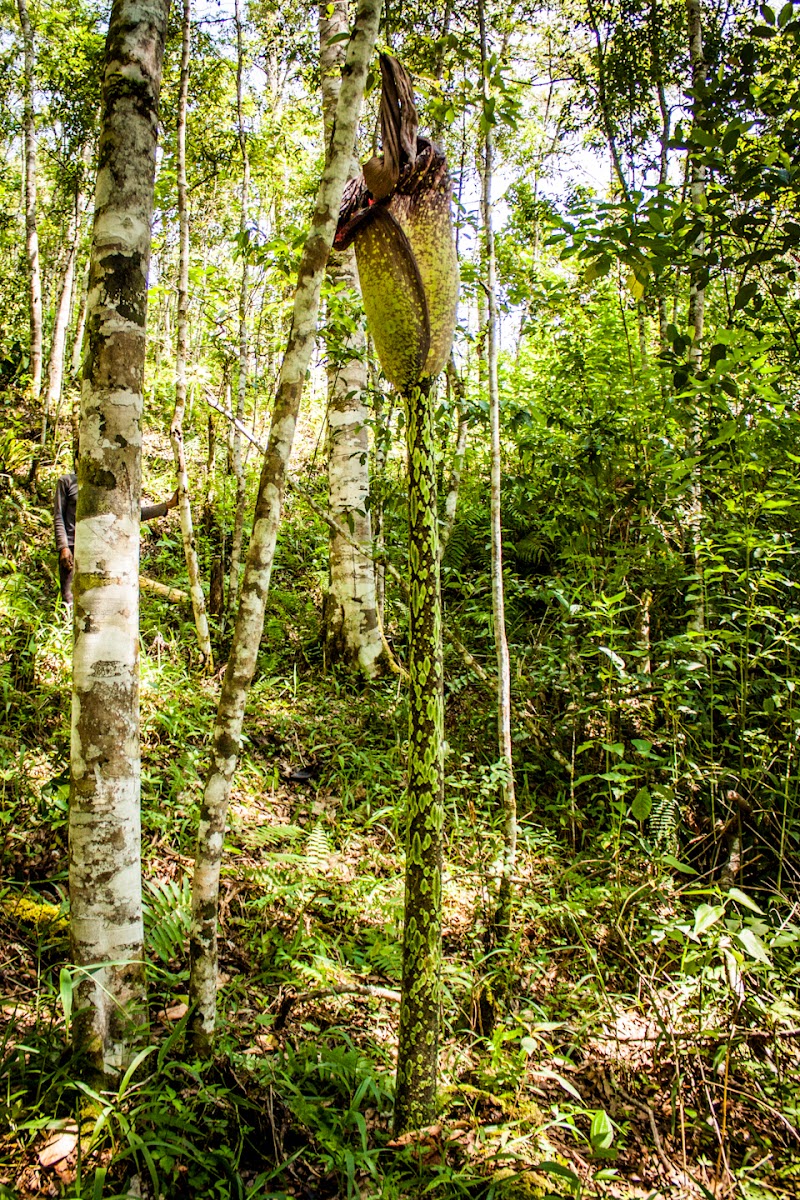 Amorphophallus Gigas