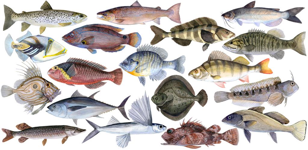 Название групп рыб. Промысловые морские рыбы России. Разные рыбы. Разнообразие рыб. Морские рыбы разнообразие.