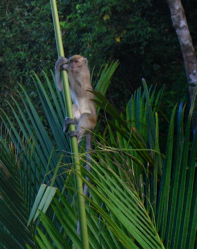 crab-eating  macaque
