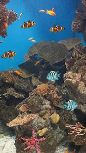海洋魚類動態壁紙(圖2)-速報App