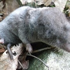 Northern Short-tailed Shrew