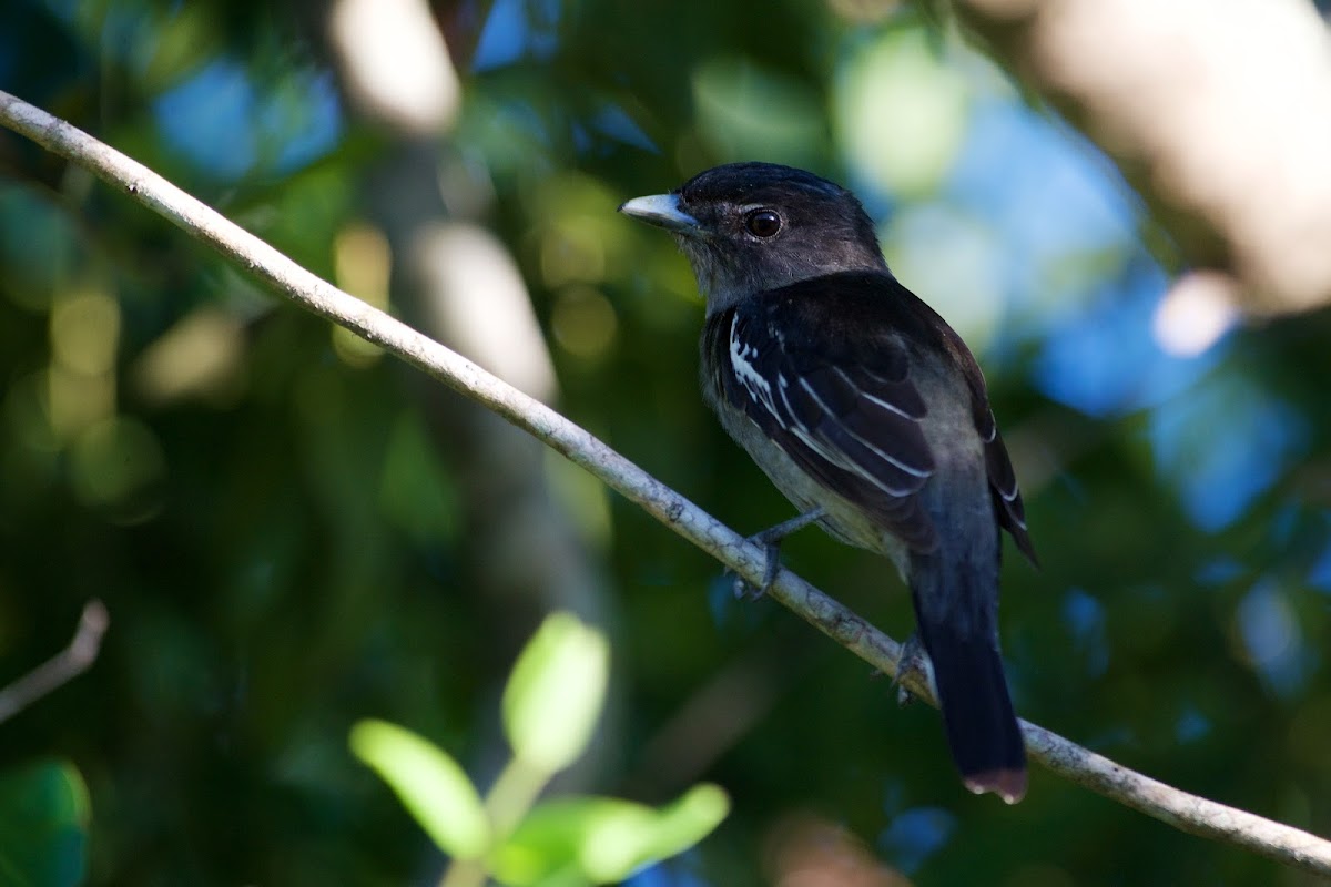 White-winged becard