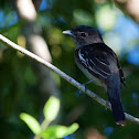 White-winged becard
