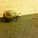 Burgundy snail