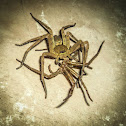 Brown Huntsman Spider