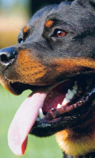 Rottweilers Dog Wallpapers