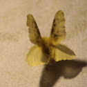 Black-Waved Flannel Moth