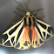 Harnessed Tiger Moth