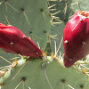 Prickly Pear Cactus