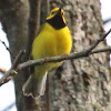 Hooded warbler