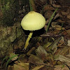 Yellow pleated parasol mushroom