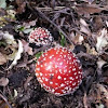 Fly Agaric