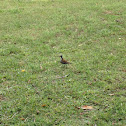 Pacific Golden Plover