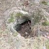 Animal burrow/hideaway