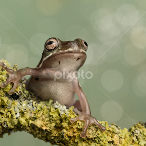 Whites Tree Frog by Mike Hudson - Animals Amphibians