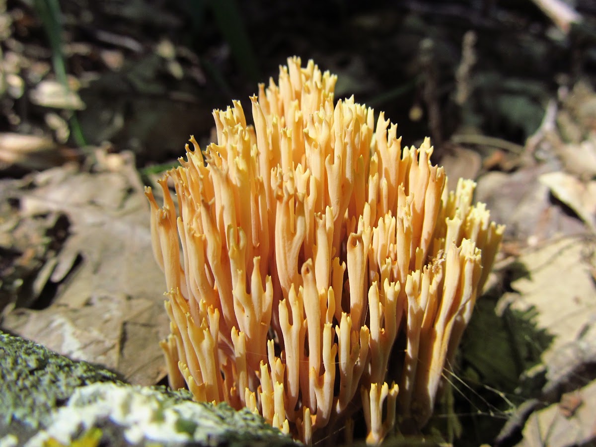 Corral Fungus