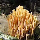 Corral Fungus