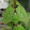 Gray's Leaf Insect