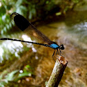 Blue-sided Satinwing