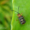 Leaf miner leaf beetle