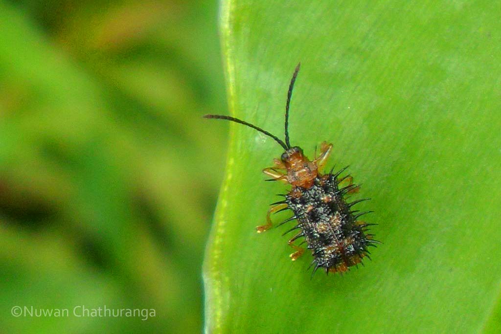 Leaf miner leaf beetle