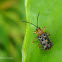 Leaf miner leaf beetle