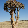 Quiver tree or Kokerboom