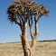 Quiver tree or Kokerboom