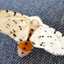 Salt Marsh Moth