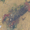 Red Swamp Crayfish; Cangrejo Rojo Americano