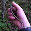 Northwest garter snake