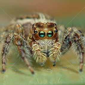 by Niney Azman - Animals Insects & Spiders