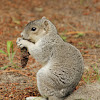 Delmarva Peninsula Fox Squirrel